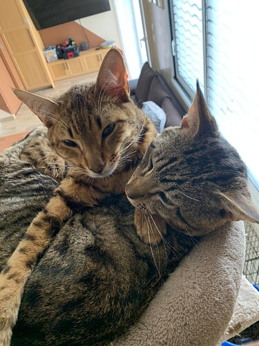 Photo : Nos 2 chats de race Savannah (famille Humbert Royan)